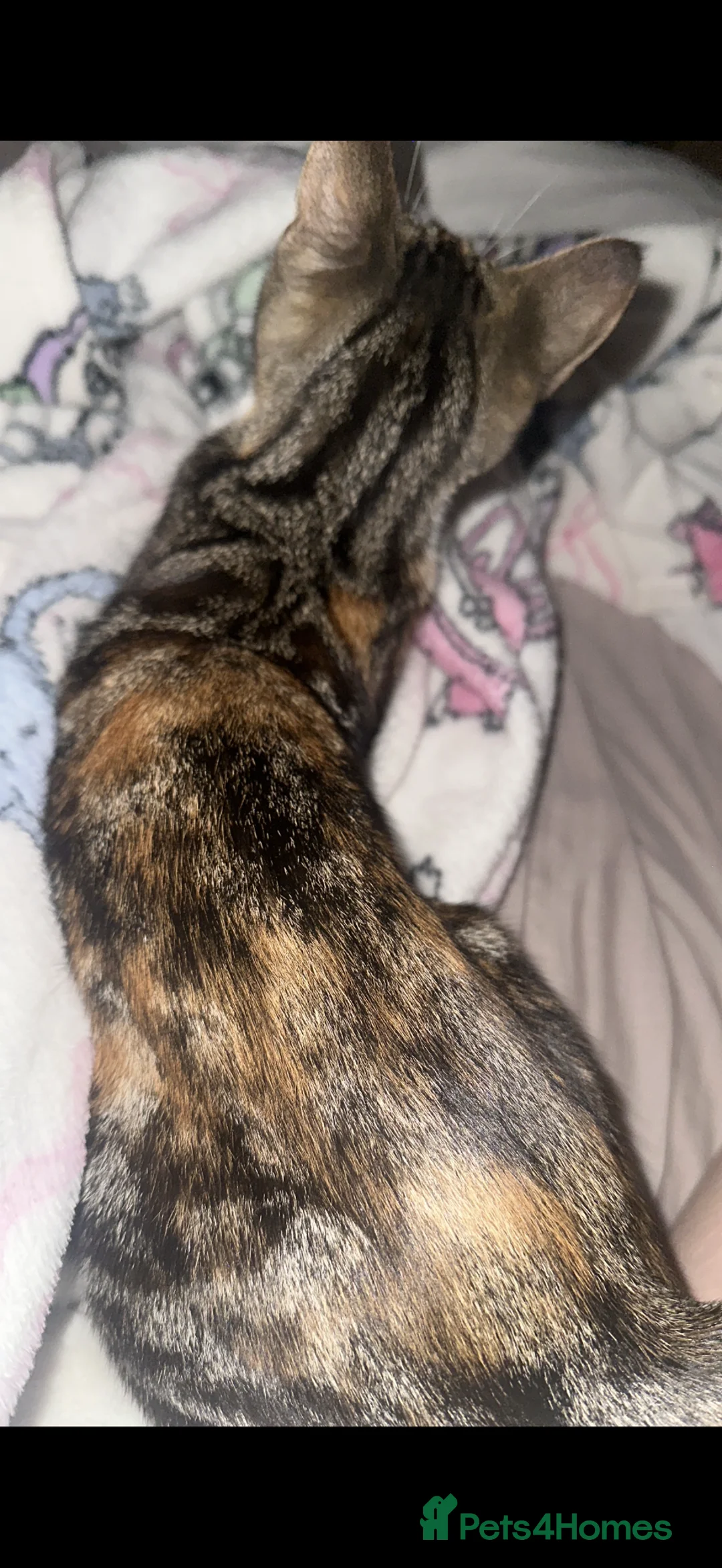 Mixed Breed cats for sale: 10 month old cat in Manchester - Advert 1