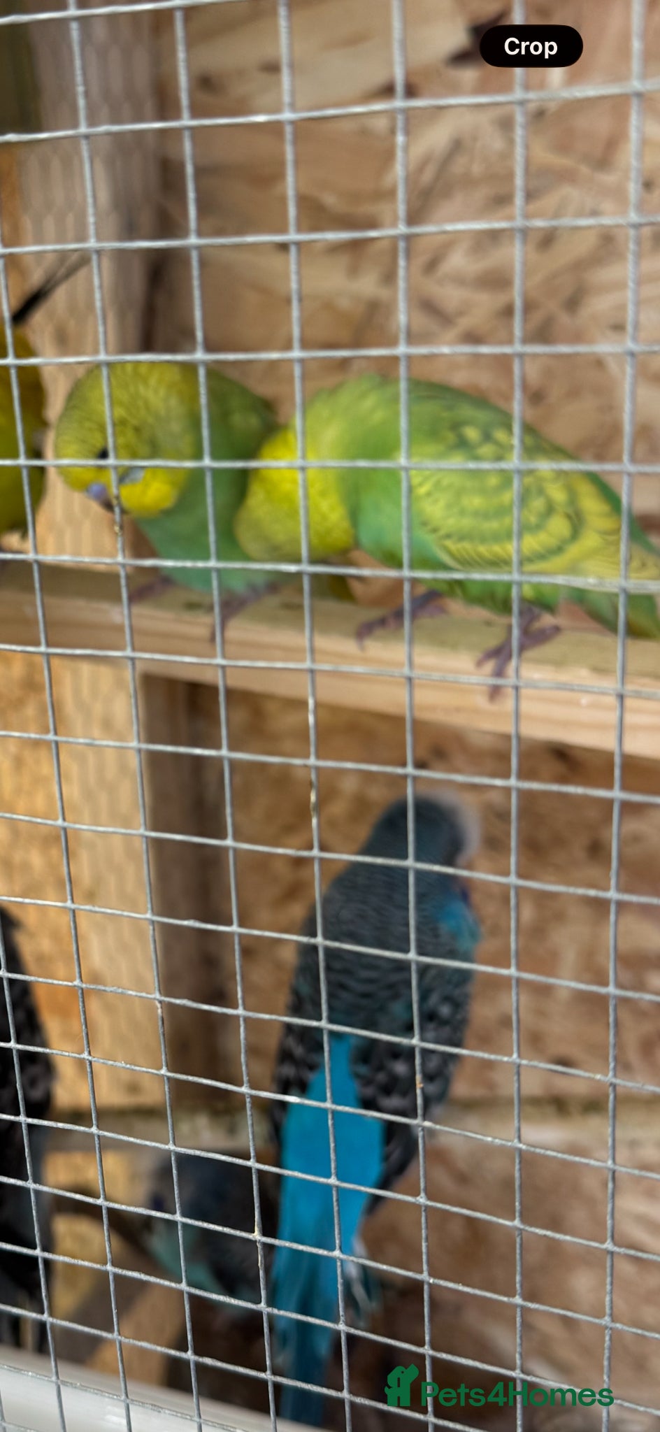 Budgerigars birds for sale: Budgies Ready To Go Now ✅  - Advert 2