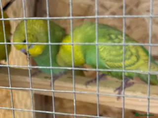 Budgerigars birds for sale: Budgies Ready To Go Now ✅ - Advert 2