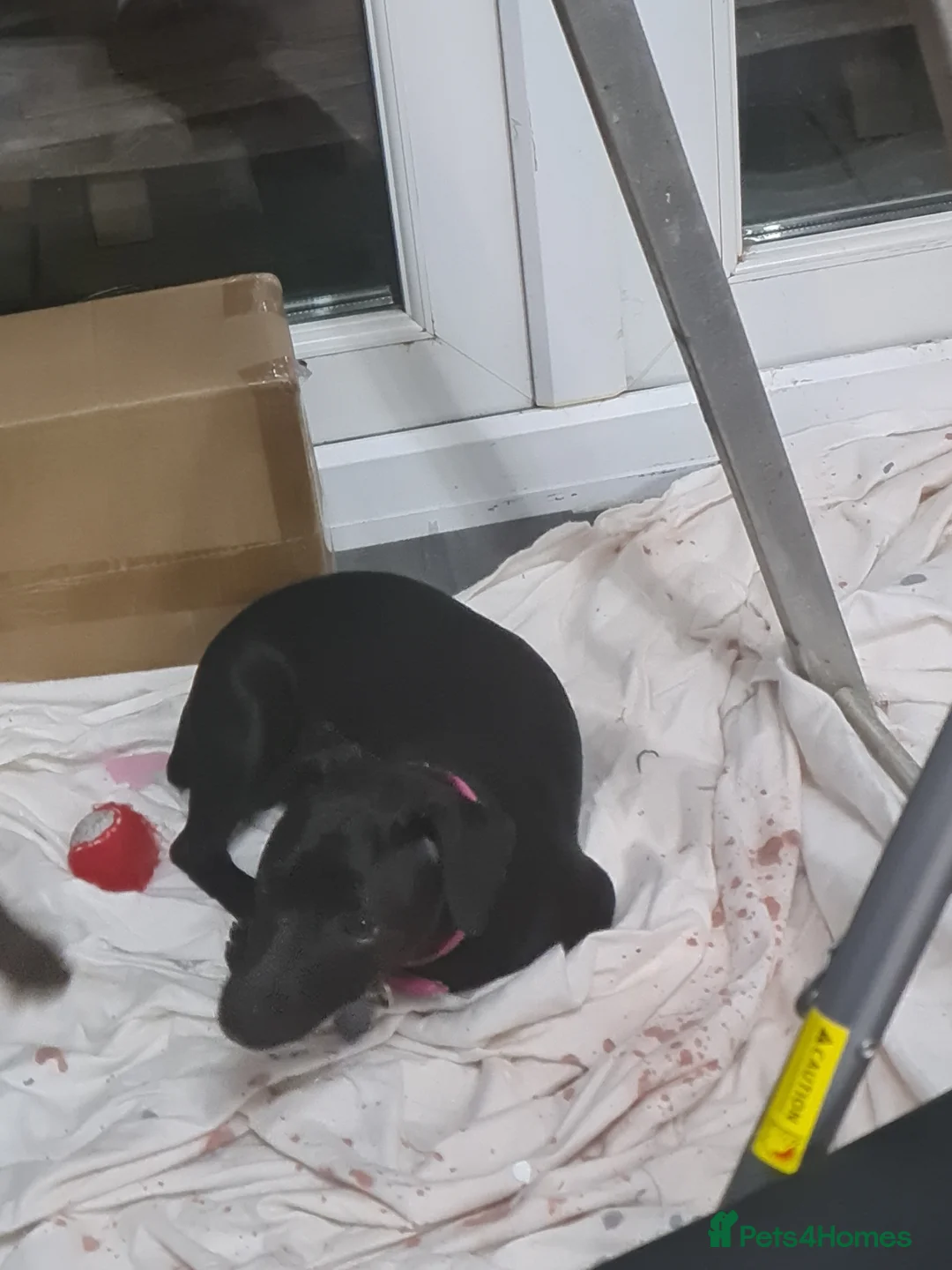 Patterdale Terrier dogs for sale: Female Paterdale Terrier 7 months old - Advert 4