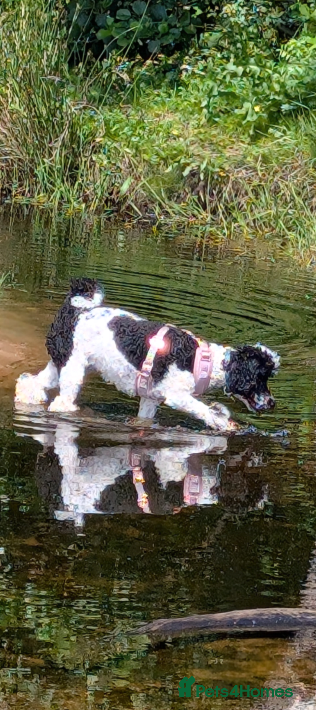 Miniature Poodle dogs for sale: Beautiful miniature parti - Advert 8