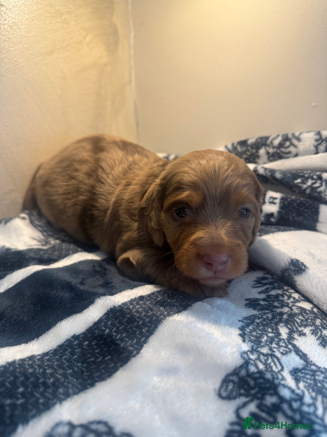 Miniature Dachshund dogs for sale: 3 Beautiful miniature longhair dachshund puppies - Image 9