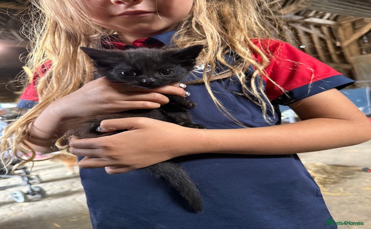 Mixed Breed cats - Advert 7