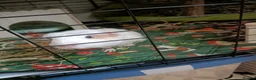 Guinea Pig rodents for sale: 2 male guinea pigs  in Oldham - Advert 6
