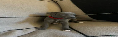 Whippet Puppy 6