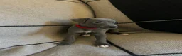 Whippet dogs for sale: Exceptional Puppies from health tested parents - Advert 6