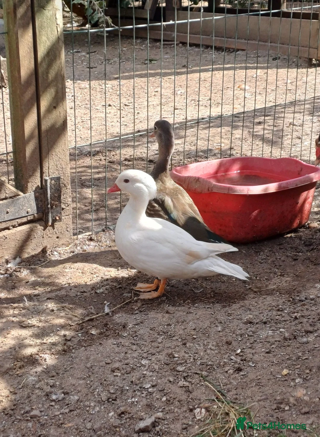 Chickens poultry for sale: Chickens, Ducks & Baby Chicks for Sale! 🐔🦆🐥   - Advert 7