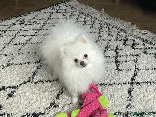 Pomeranian dogs Stunning white female Pomeranian - Advert 4