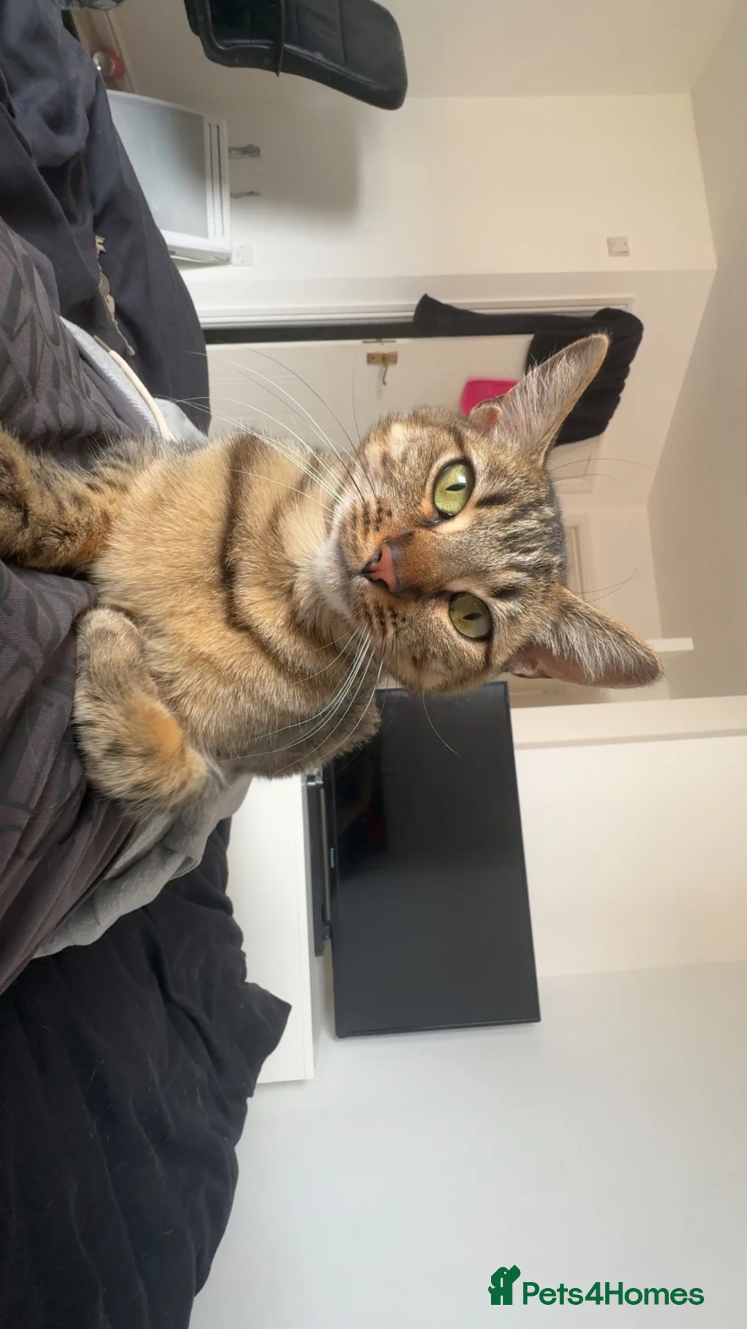 Bengal cats for sale: Gorgeous bengal girl (Peanut) - Advert 2