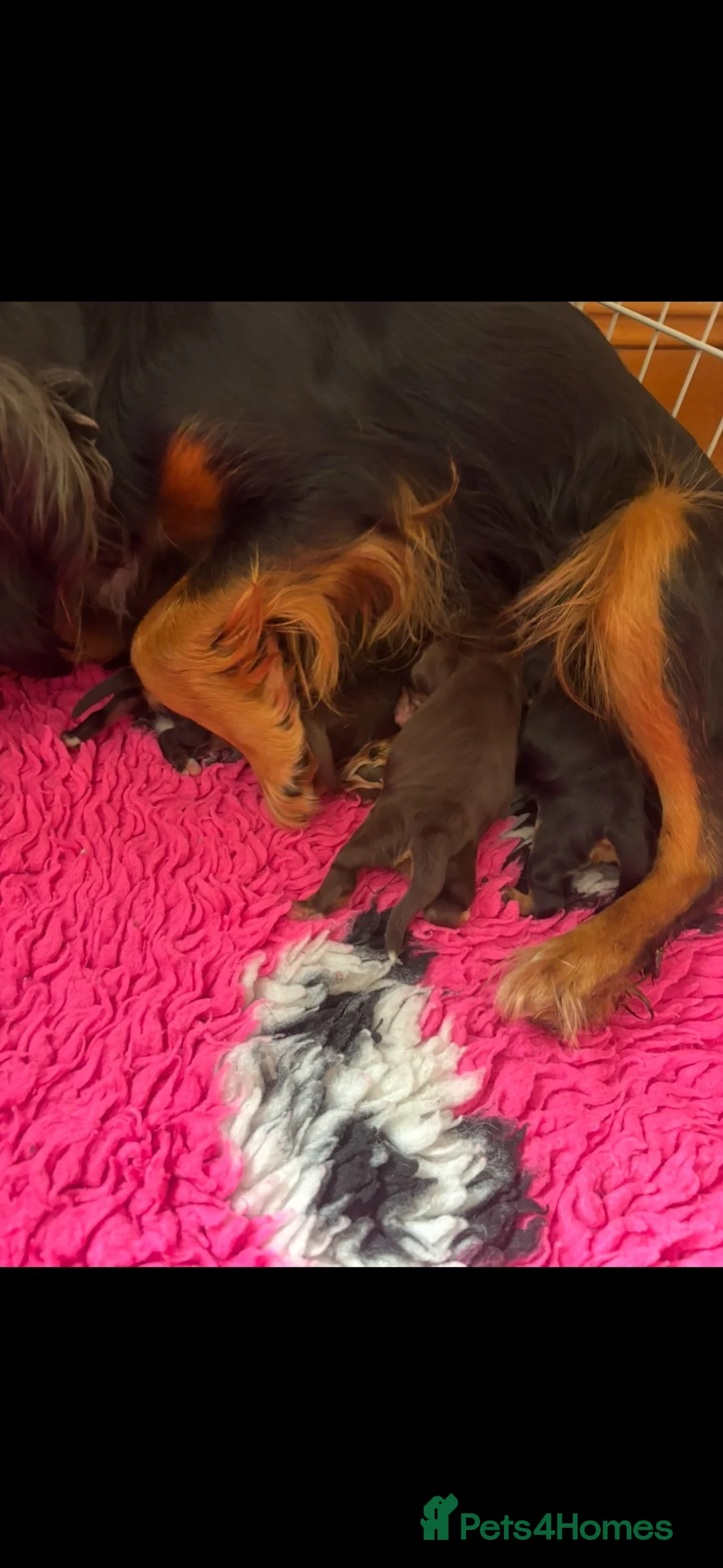 Cocker Spaniel dogs for sale: FIRST CLASS AMAZING PUPS  - Advert 1