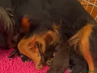 Cocker Spaniel dogs FIRST CLASS AMAZING PUPS - Advert 2