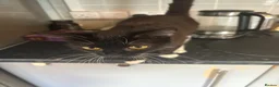 Mixed Breed cats for sale: Female black and white cat  - Advert 4