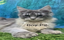 Maine Coon cats for sale: TICA Maine coon kittens polydactyl neutered - Image 1