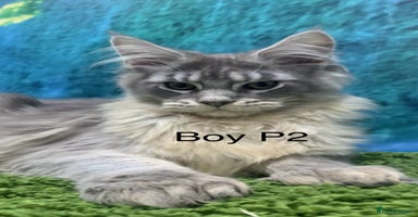 Maine Coon cats - Advert 8