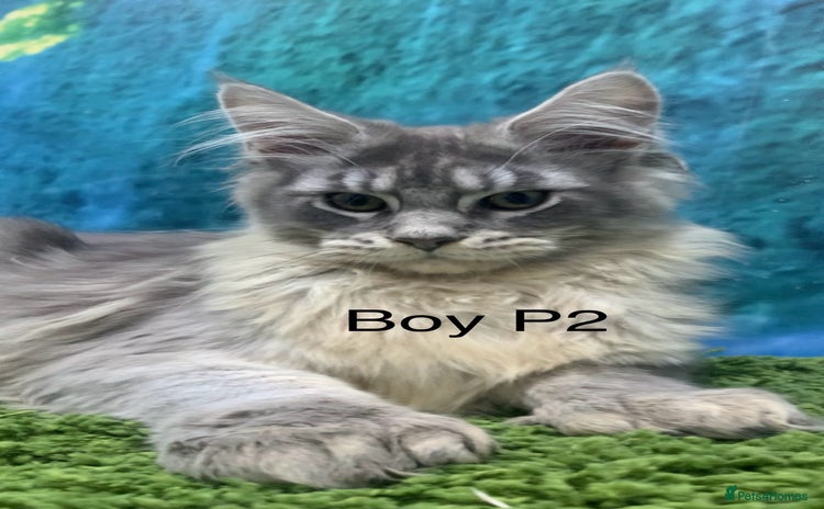 Maine Coon cats - Advert 11