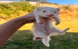 Ferret rodents for sale: Ferret Kits - Image 9
