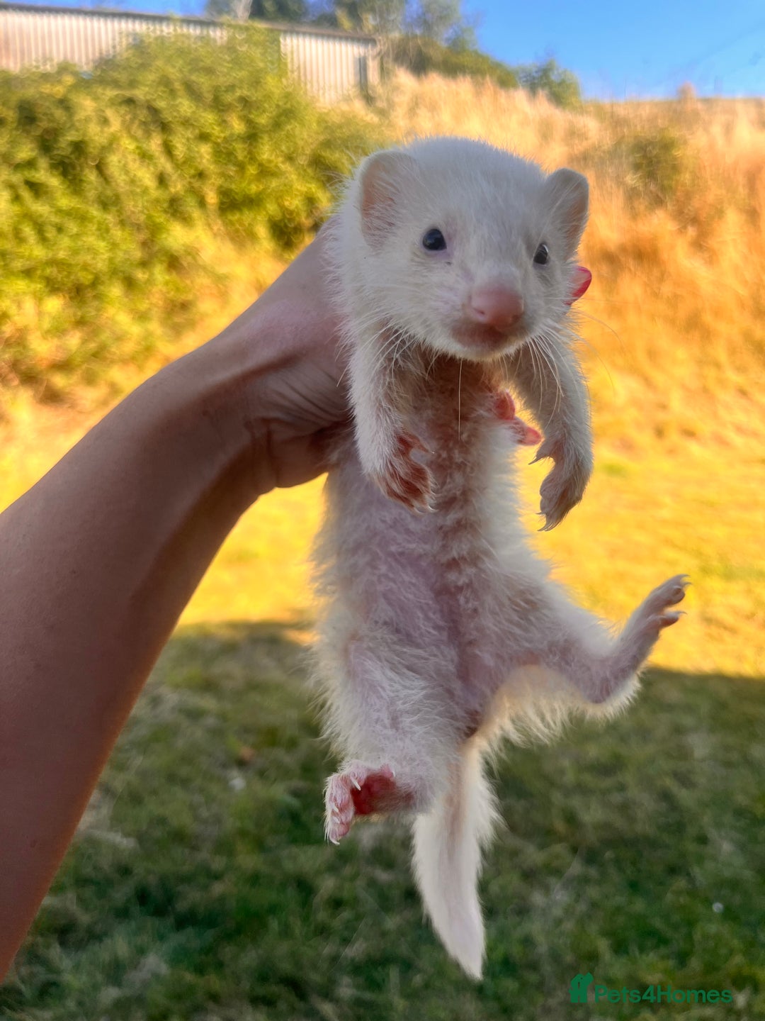 Ferret rodents for sale: Ferret Kits - Image 9