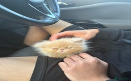Persian cats for sale: persian kitten - Image 4