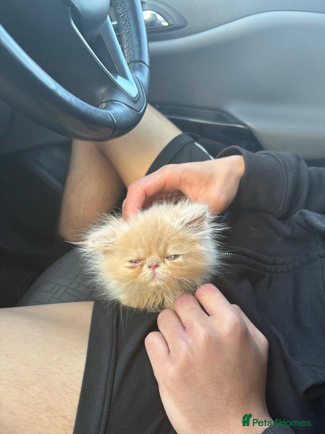 Persian cats for sale: persian kitten - Image 4