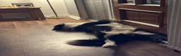 Border Collie dogs for stud: Rock  - Advert 9