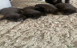 Mixed Breed cats for sale: 5 beautiful mixed kittens  - Image 15