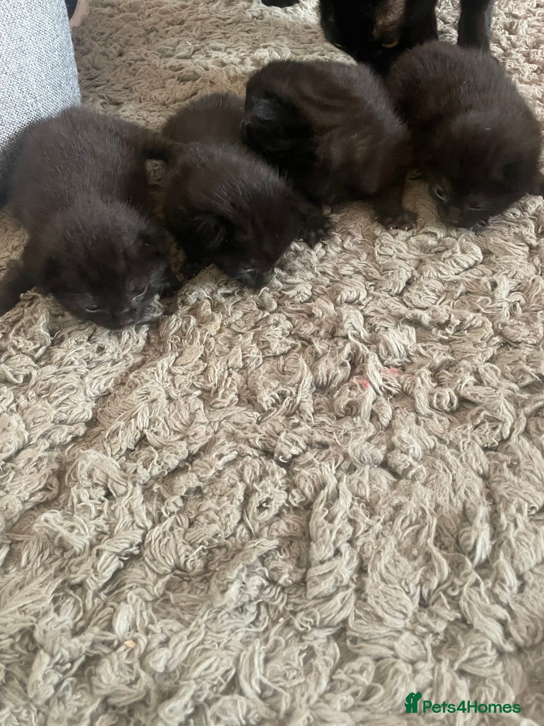 Mixed Breed cats for sale: 5 beautiful mixed kittens  - Image 15