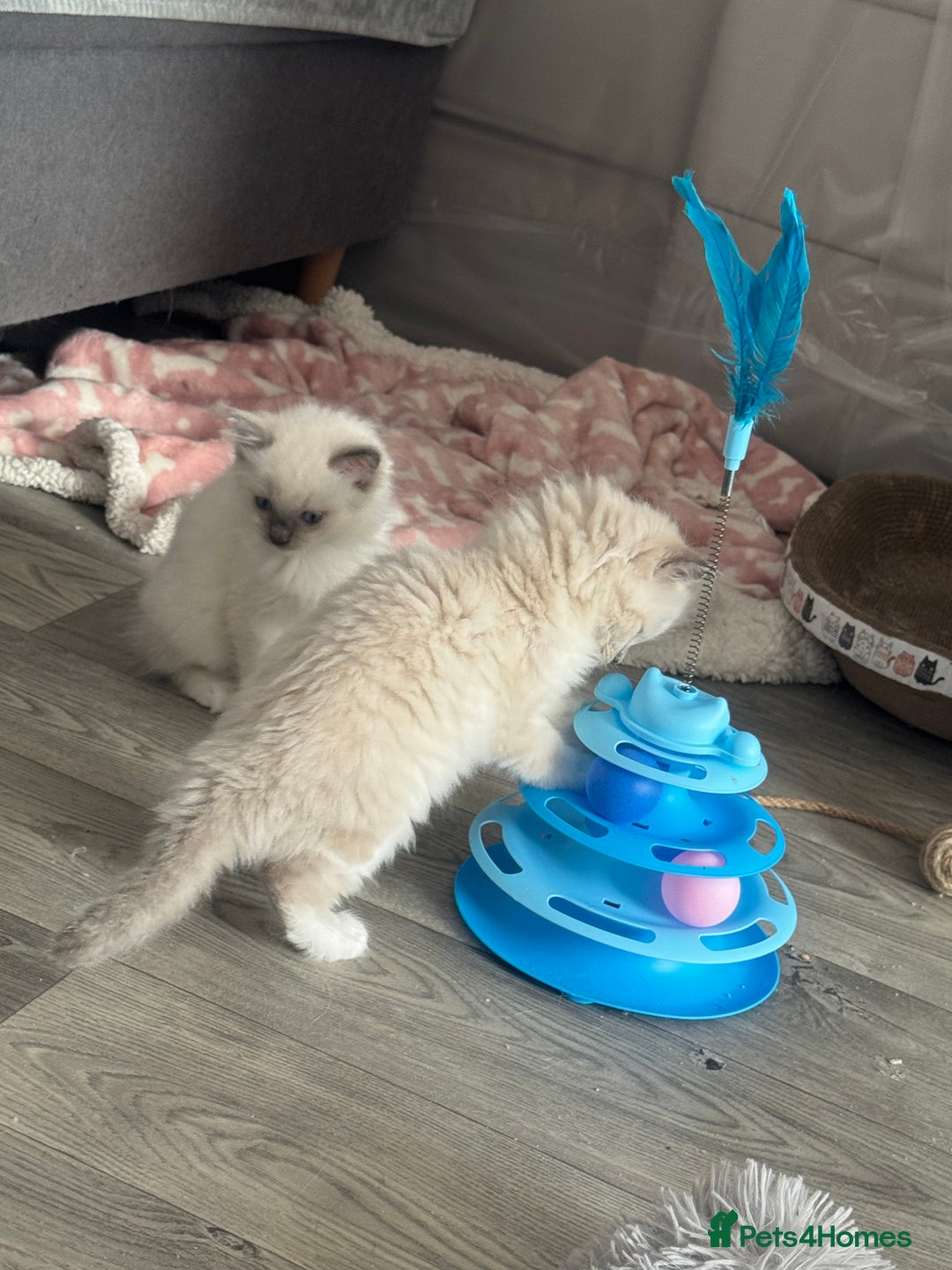 Ragdoll cats for sale: Blue Point kitten Ragdoll - Image 12