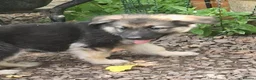Golden Shepherd dogs for sale: German shepherd  in Rochdale - Advert 2