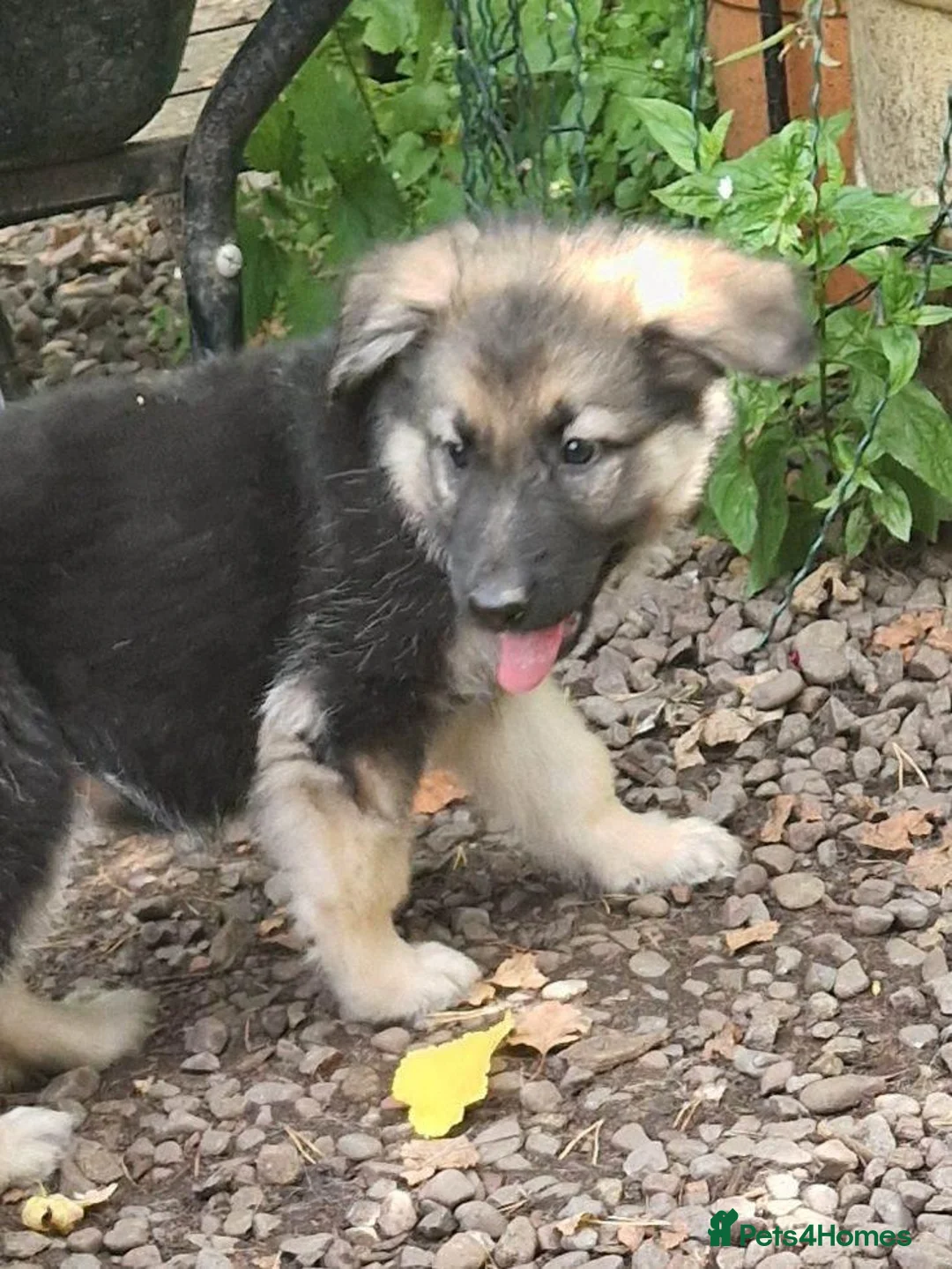 Golden Shepherd dogs for sale: German shepherd  in Rochdale - Advert 2