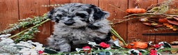 Poodle dogs for stud:  CHOCOLATE MERLE PHANTOM CARRYING PARTI in Todmorden - Advert 8