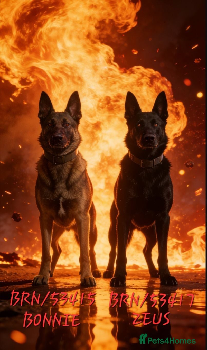 Belgian Shepherd Dog dogs Belgian malinois puppies - Advert 1