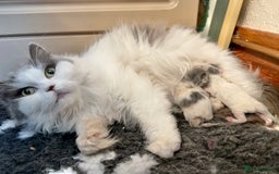 British Shorthair cats for sale: Beautiful Blue tortie & white British shorthair - Image 9