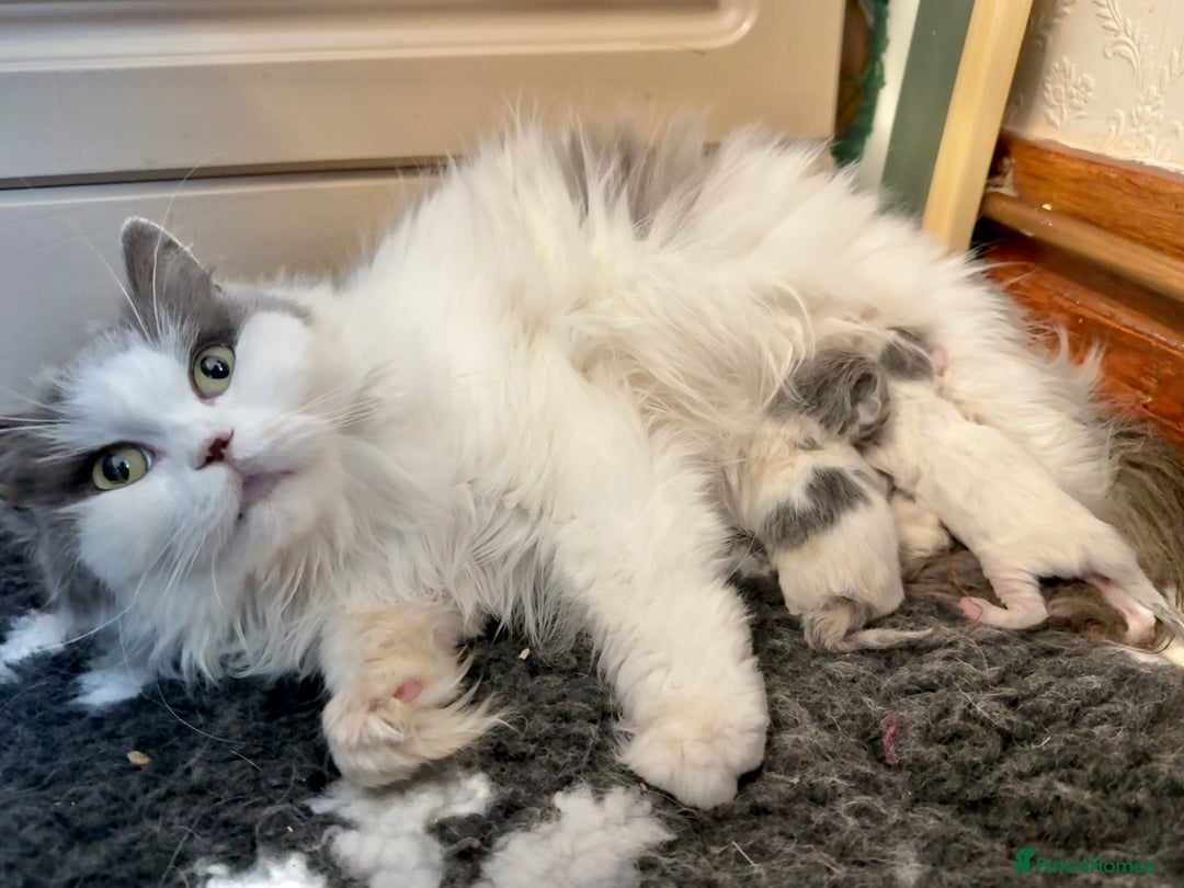 British Shorthair cats for sale: Beautiful Blue tortie & white British shorthair - Image 9