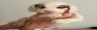 Cockapoo 7