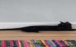 Mixed Breed cats for sale: Robin & Rosie - Image 6