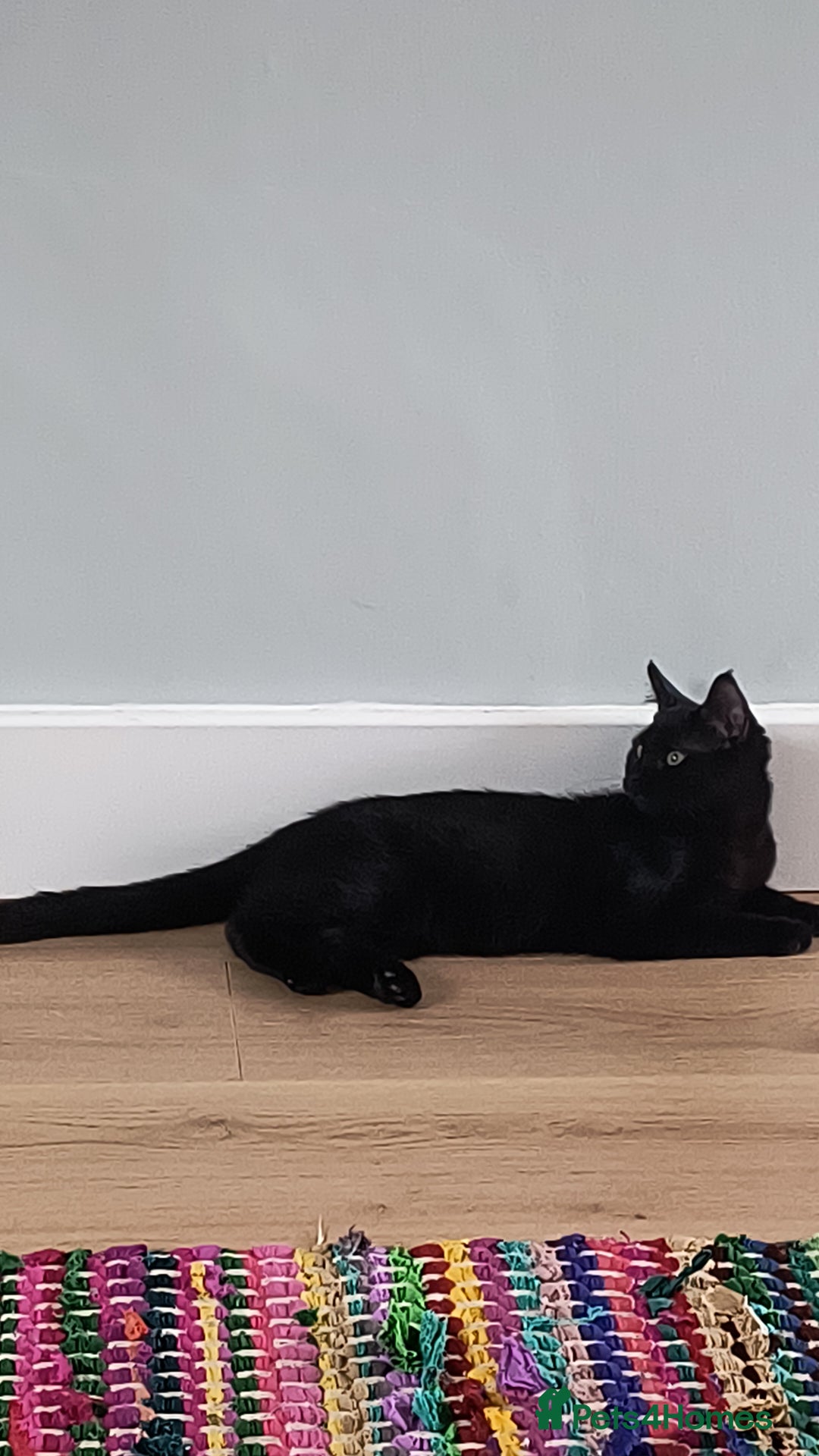 Mixed Breed cats for sale: Robin & Rosie - Image 6