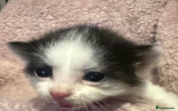 Mixed Breed cats for sale: Mixed breed kittens  - Image 5