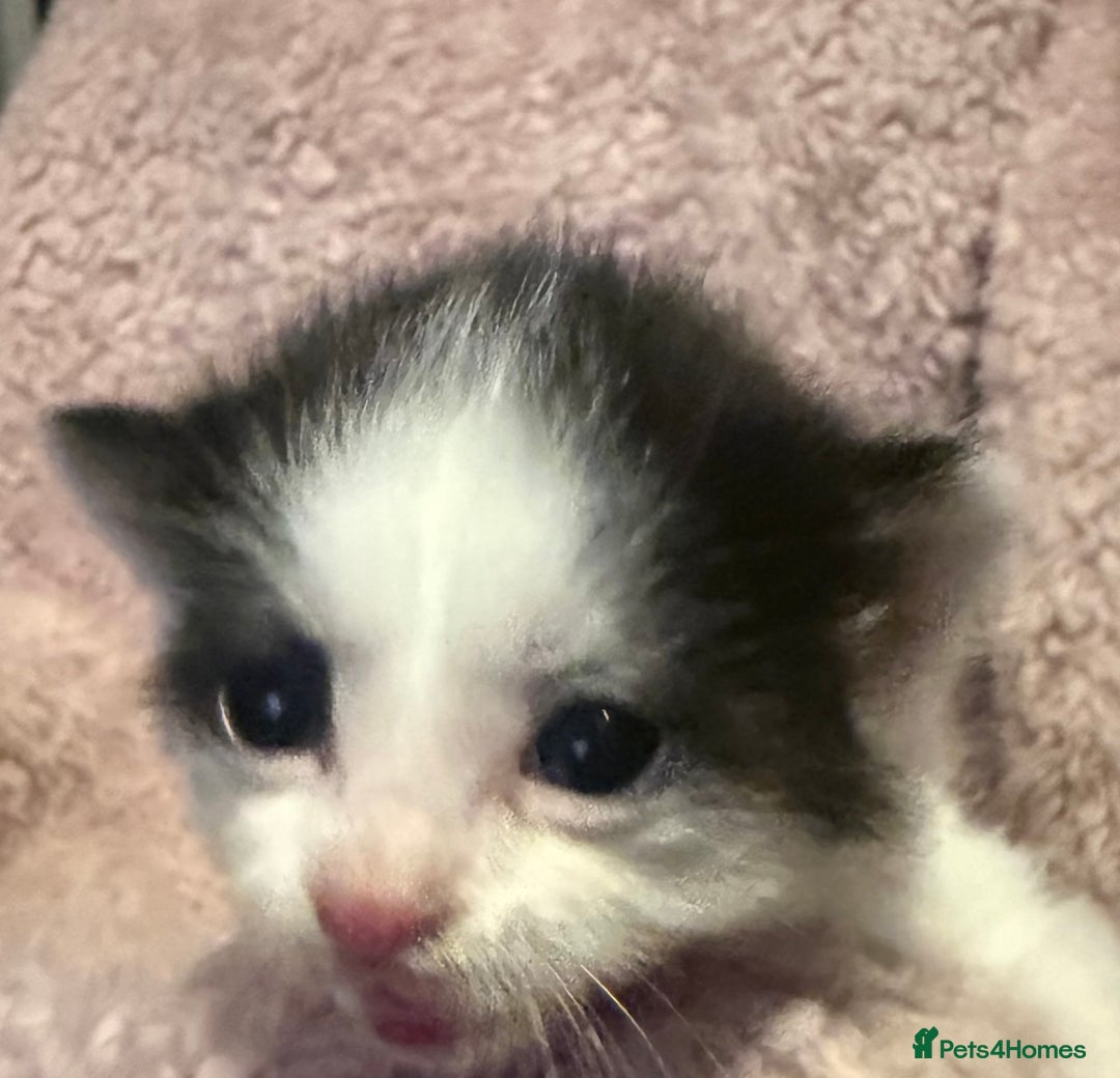 Mixed Breed cats for sale: Mixed breed kittens  - Image 5