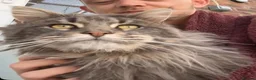 Maine Coon cats for sale: MAINE COON KITTENS - 1 POLYDACTYL - Advert 2