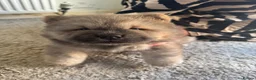 Chow Chow dogs for sale: 5 X chow chow class 1 kc registered  in Manchester - Advert 4