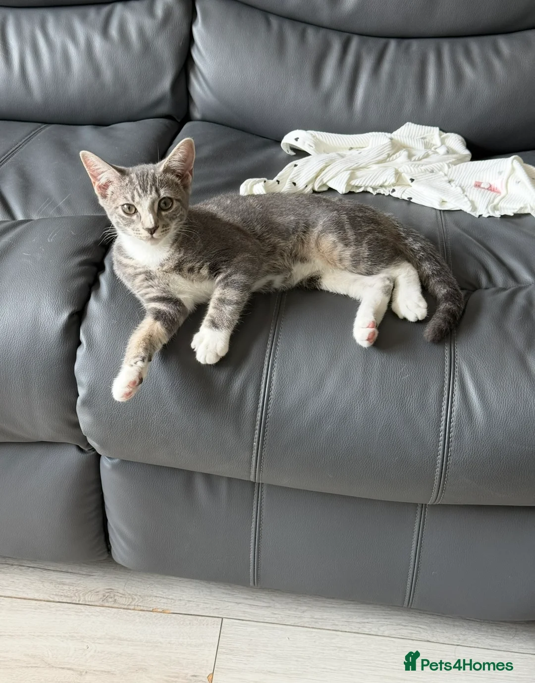 Domestic Shorthair cats for sale: Sweet Romi looking for loving home  - Advert 2