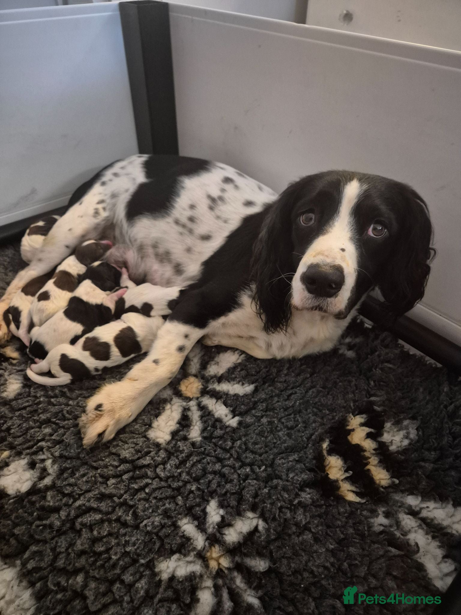 English Springer Spaniel dogs Beautifully marked Springer spaniels - Advert 2