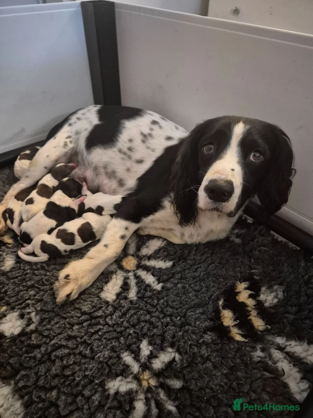 English Springer Spaniel dogs for sale: Beautifully marked Springer spaniels - Advert 1