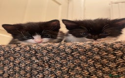 Mixed Breed cats for sale: Two beautiful kittens ready to leave - Image 8