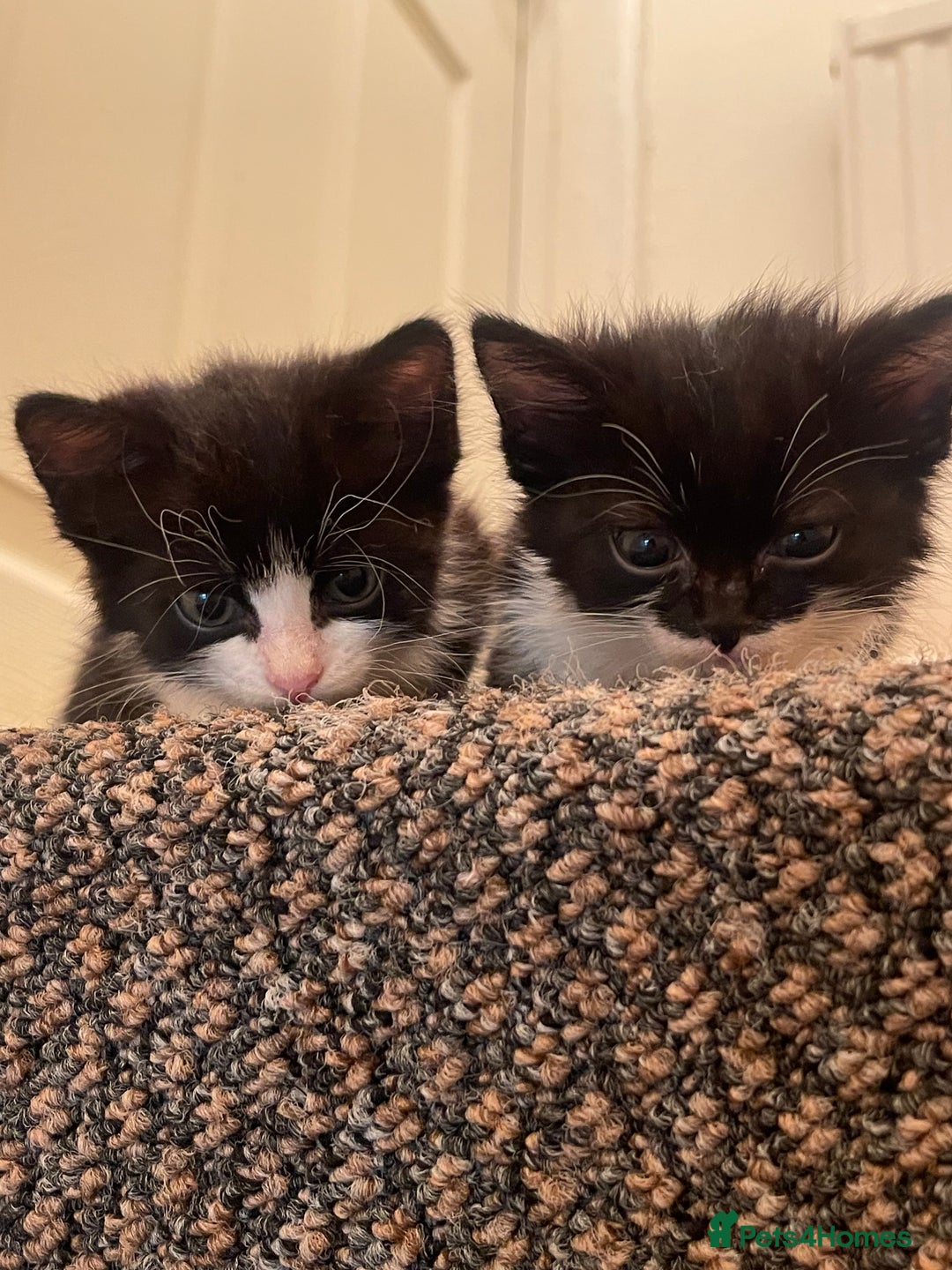 Mixed Breed cats for sale: Two beautiful kittens ready to leave - Image 8