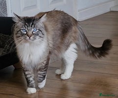 Ragdoll cats - Advert 8