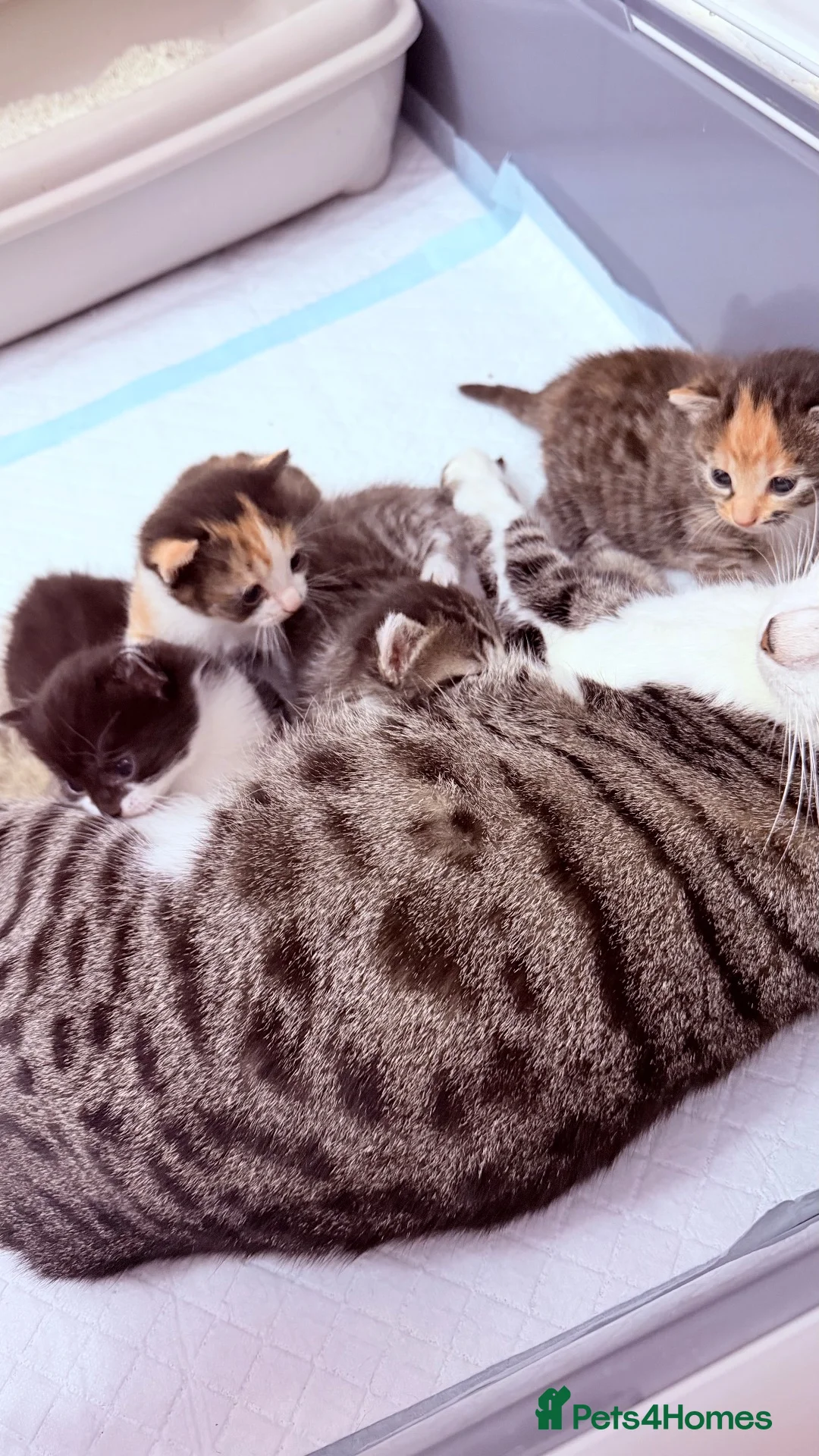 Bengal cats for sale: 🩶Ragamuffin crossed Bengal kittens🩶 - Advert 18