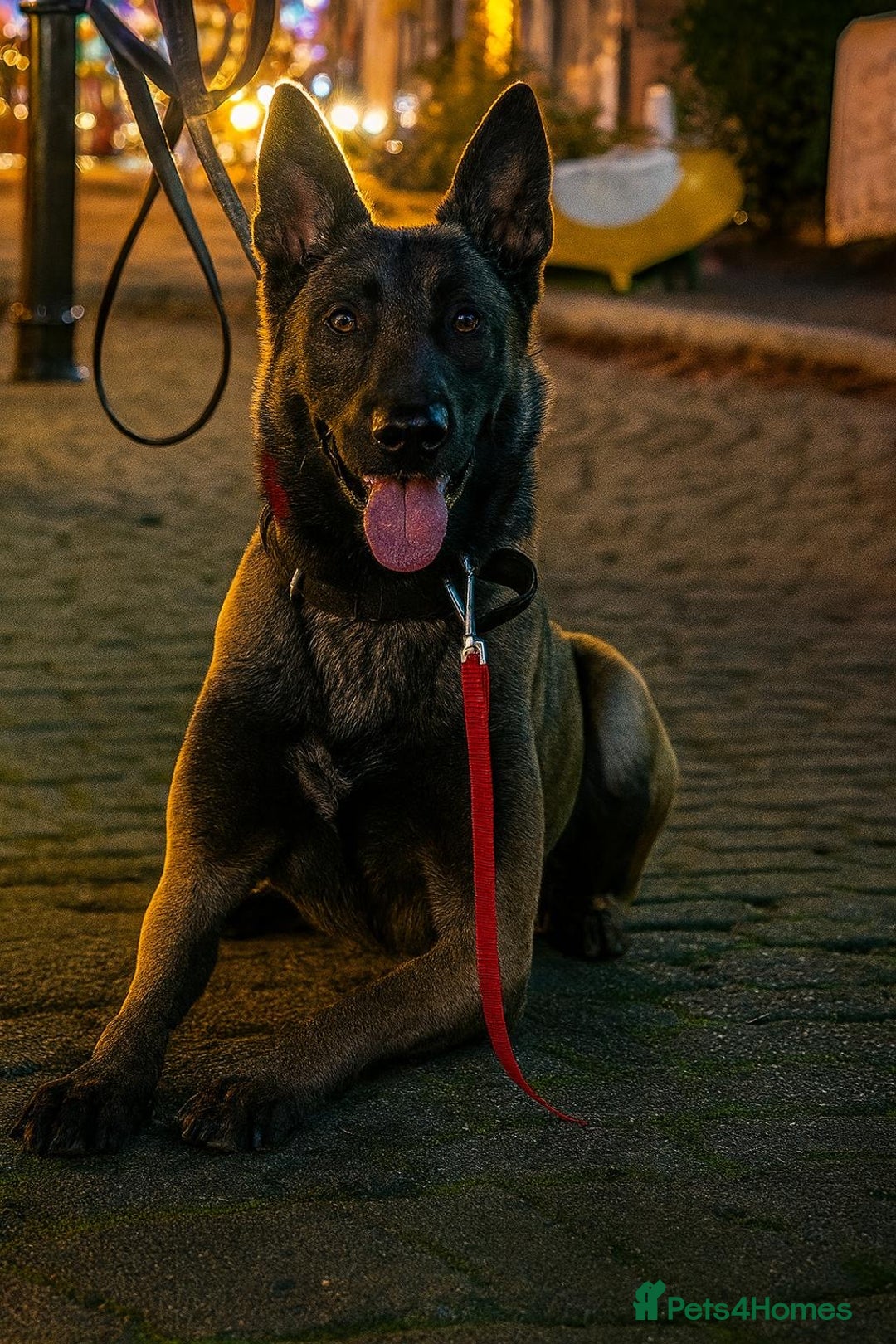 Belgian Shepherd Dog dogs for sale: Handsome Belgian shepard - Advert 3