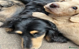 Miniature Dachshund dogs for sale: Highest quality champion line cream long haired  - Image 21