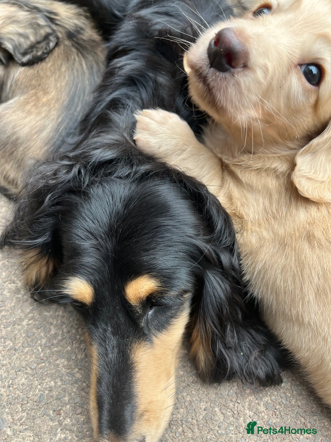 Miniature Dachshund dogs for sale: Highest quality champion line cream long haired  - Image 21